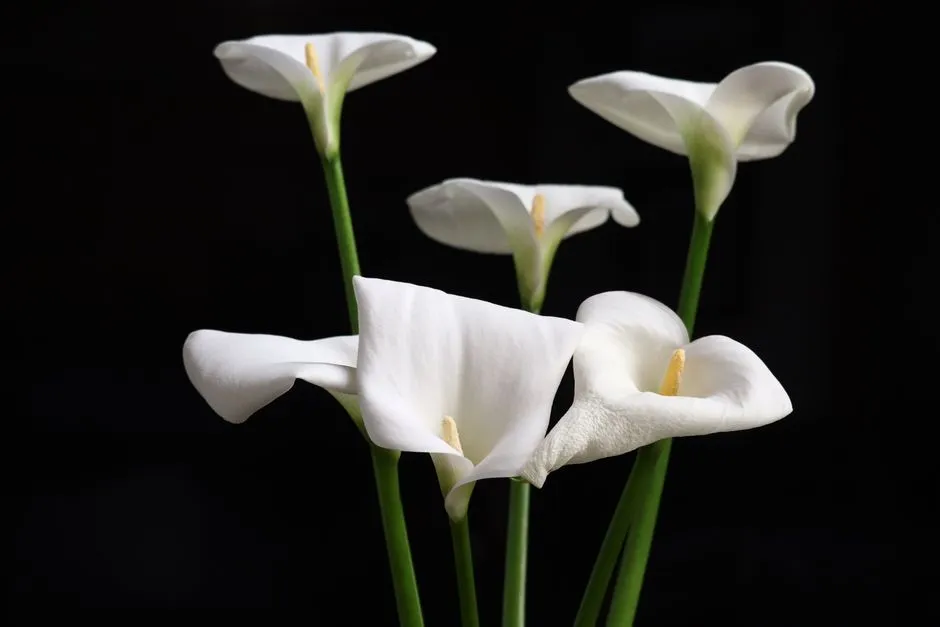 Elegant white calla lilies displayed against a dark background